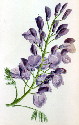 /data/Original Prints/Natural History/WISTARIA.jpg